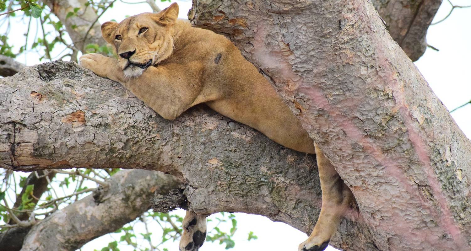 Wildlife Tour to Queen Elizabeth National Park Safari - Friendly Gorillas Safaris