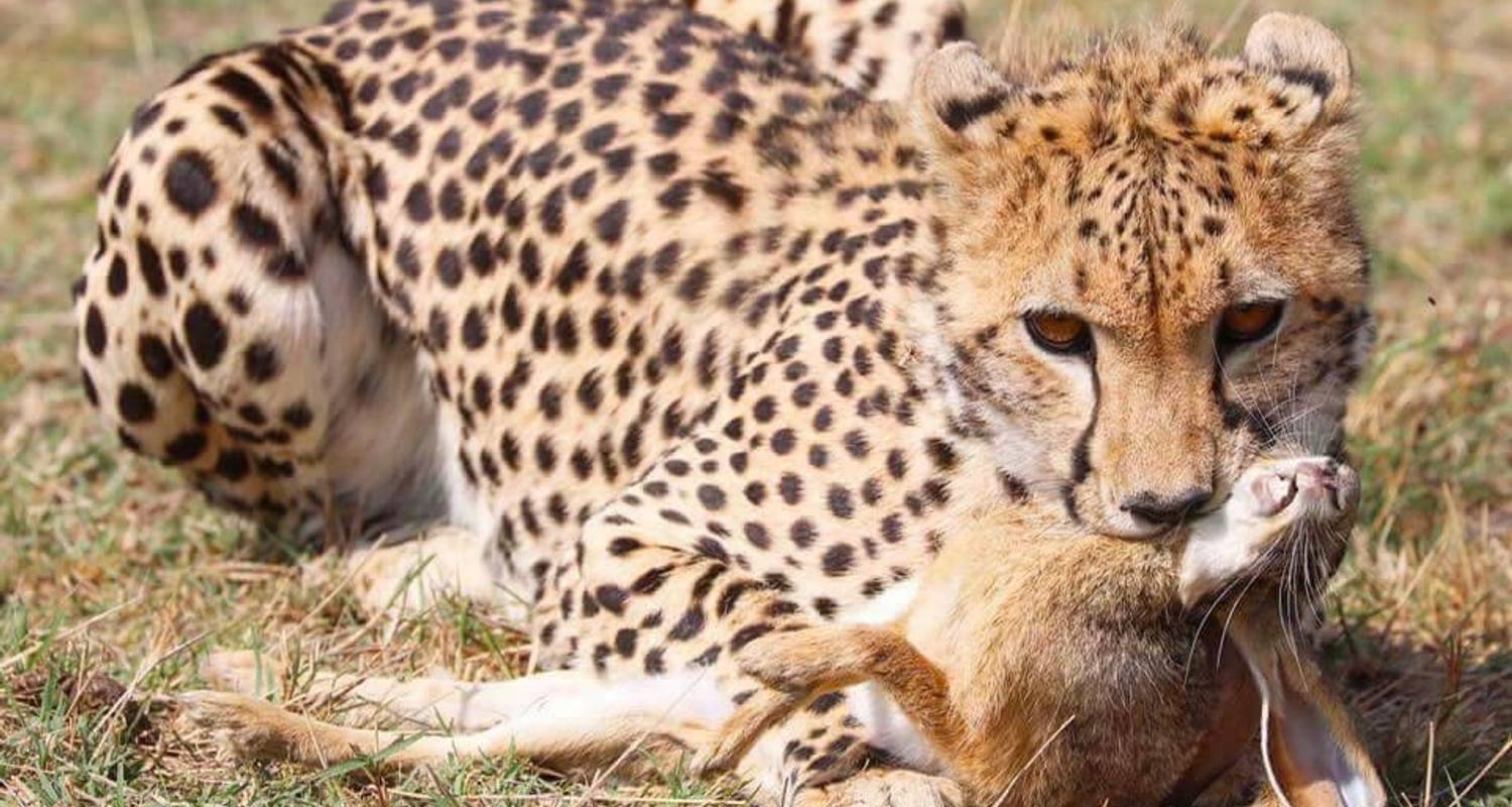 Tansania Luxus-Safari - 5 Tage - Orongai Africa Safari