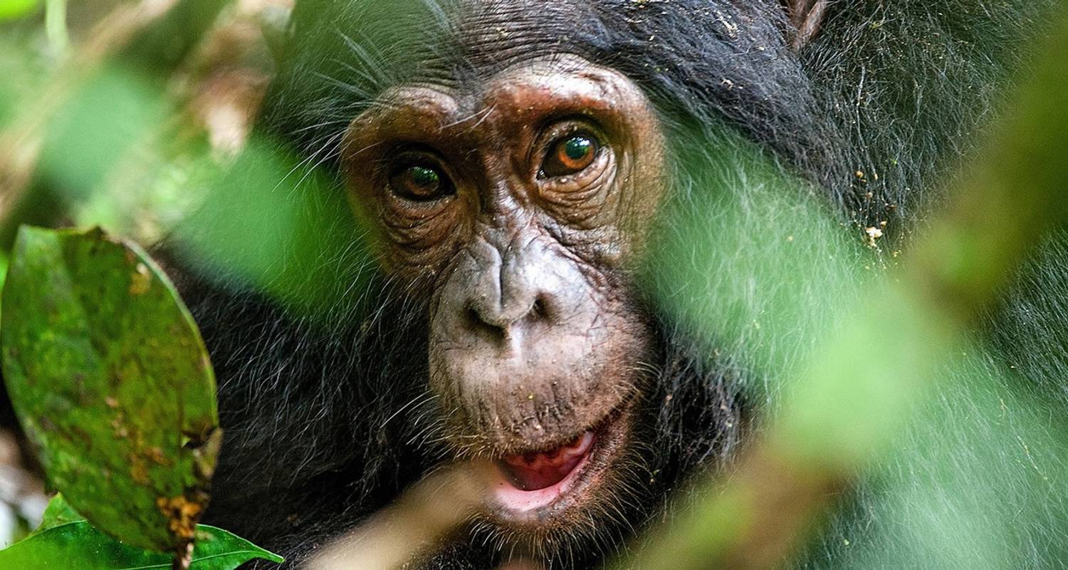 Primate tour Uganda : Gorillas & Chimp tour - Friendly Gorillas Safaris
