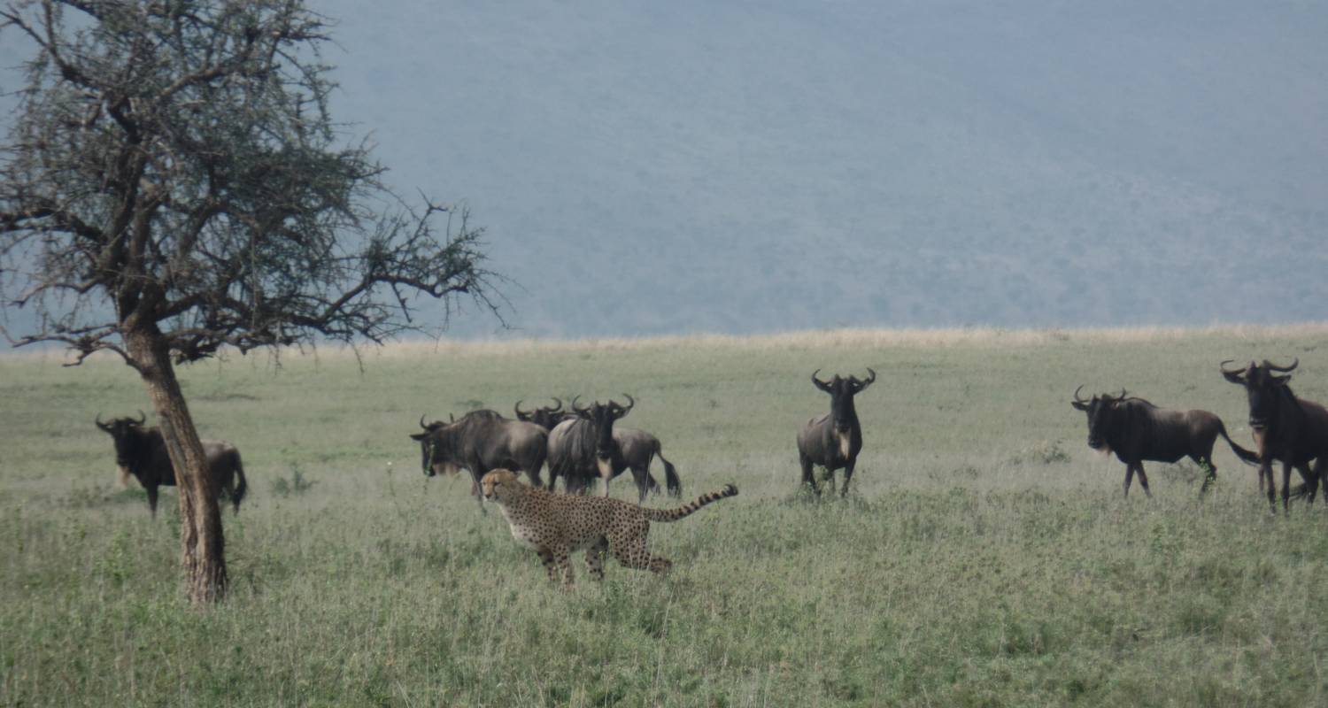 Wanderung der Gnus Rundreise - 7 Tage (Mittelklasse) - Orongai Africa Safari