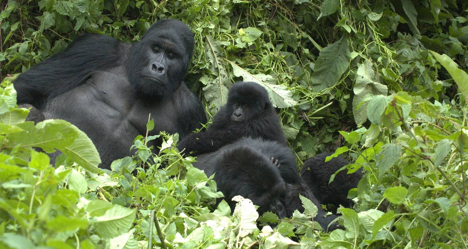 4 days Mountain Gorilla trekking and Nyiragongo active volcano hike - Ubuntu Voyages