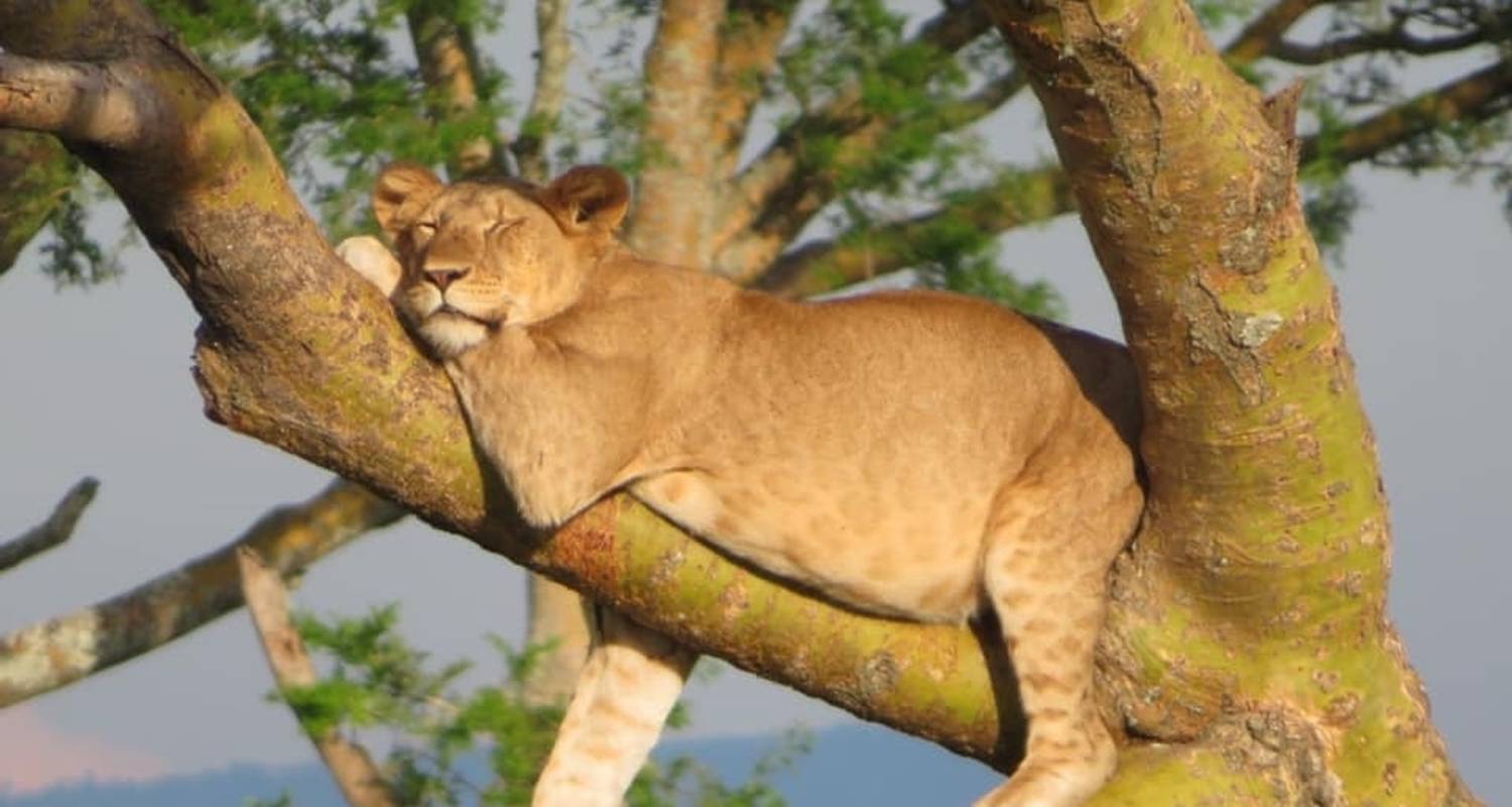 7 Days Exploration of Kidepo Valley and Murchison Falls National Park - Mukisa Safaris Uganda