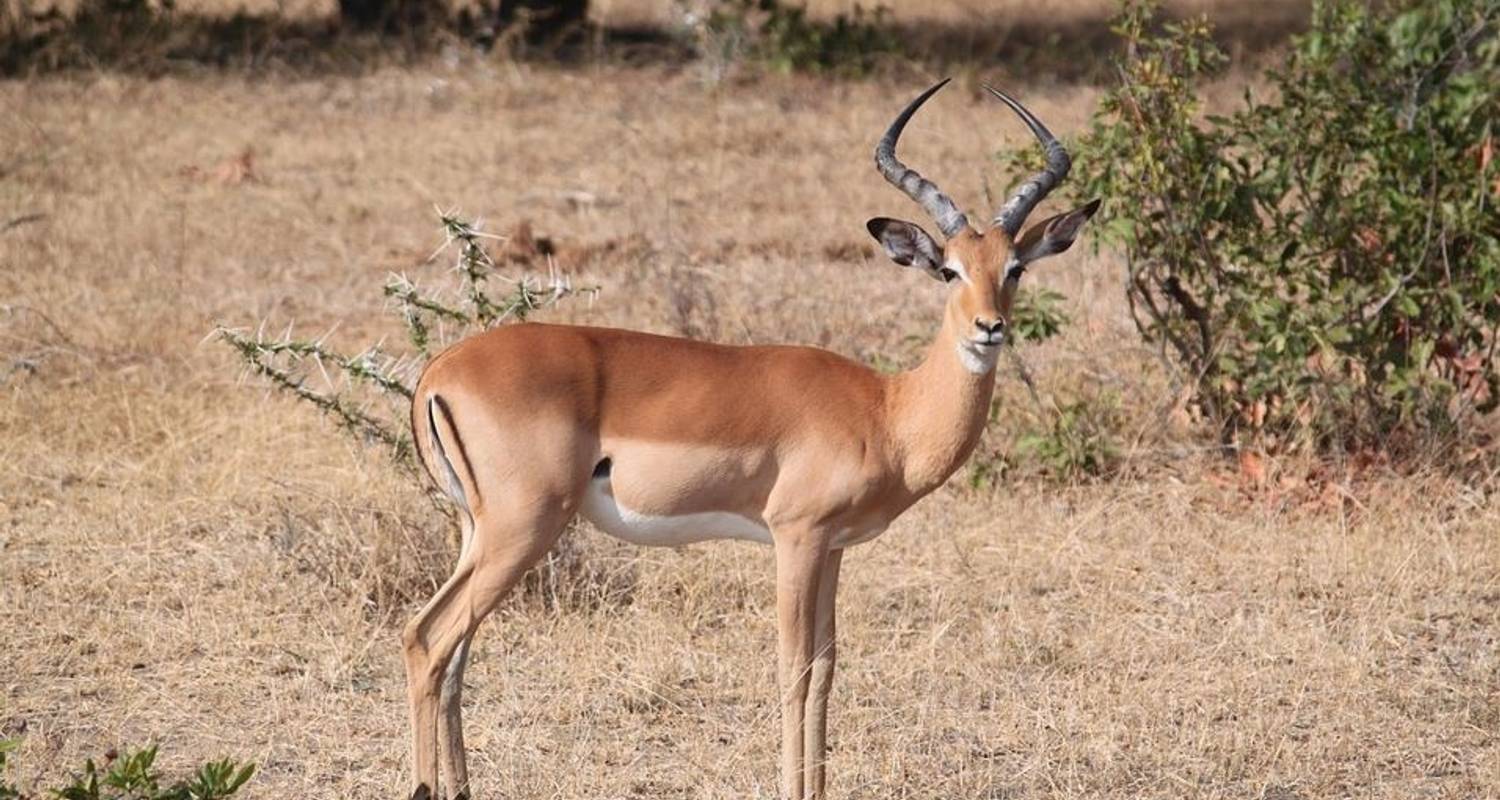 12-DAY Southern Tanzania Safari - Orongai Africa Safari