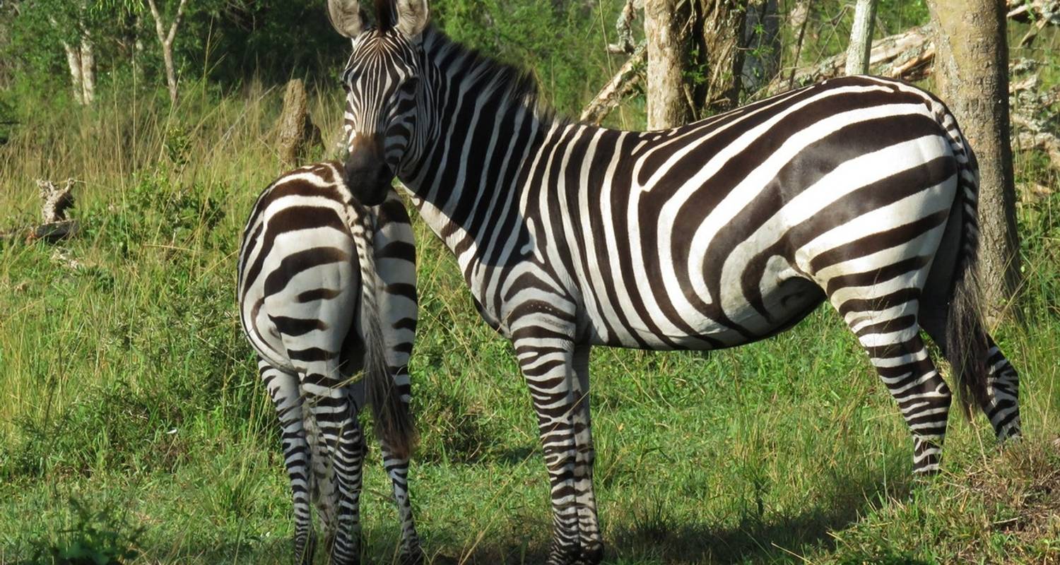 5 Day Gorillas and Exploring South West Uganda Safari - Mukisa Safaris Uganda
