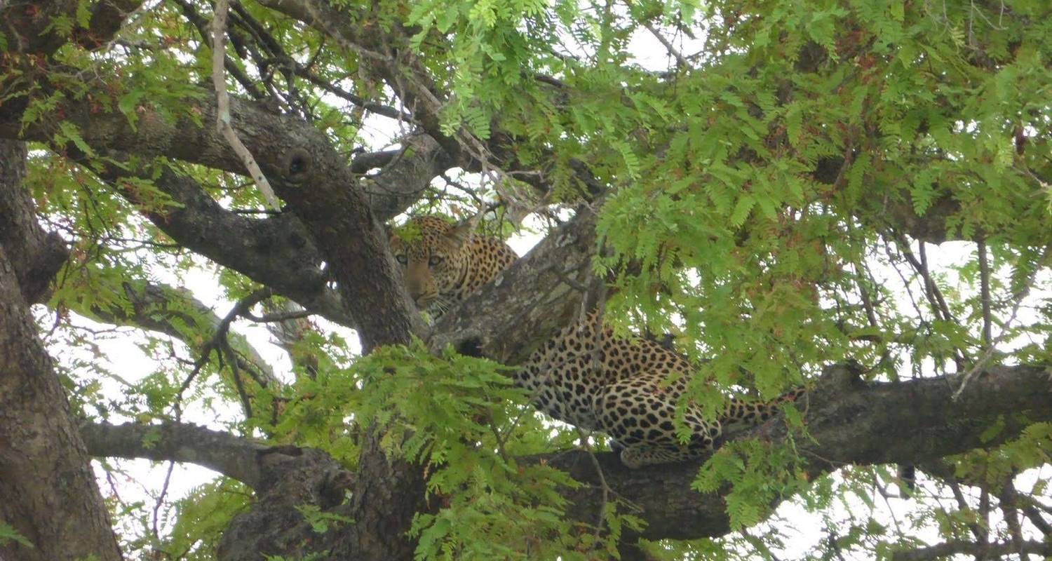 Personalizado circuitos en Parque Nacional de Mikumi
