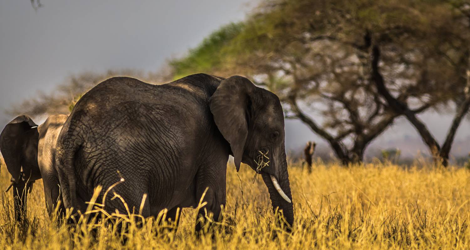 5 Days Luxury Ruaha National Park Safari - Land Savannah and Trekking