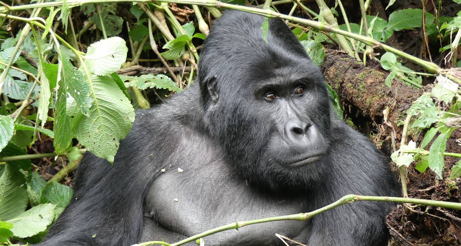 10 days Experience Uganda’s Exclusive Gorillas and Wildlife - Mukisa Safaris Uganda