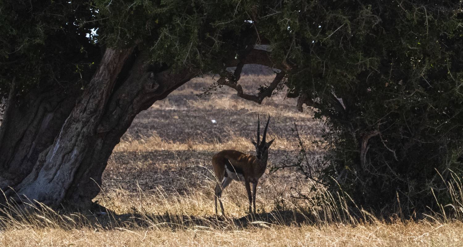 From Kenya to Tanzania With Love - 10 Days - Orongai Africa Safari