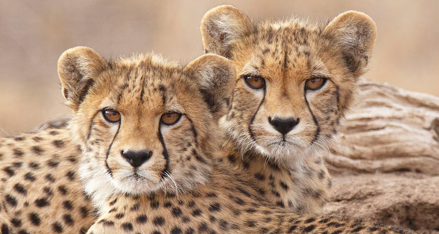Gnus-Migration und Fotosafari „Big Cats“ ~ 13 Tage - Expect In Africa Safari