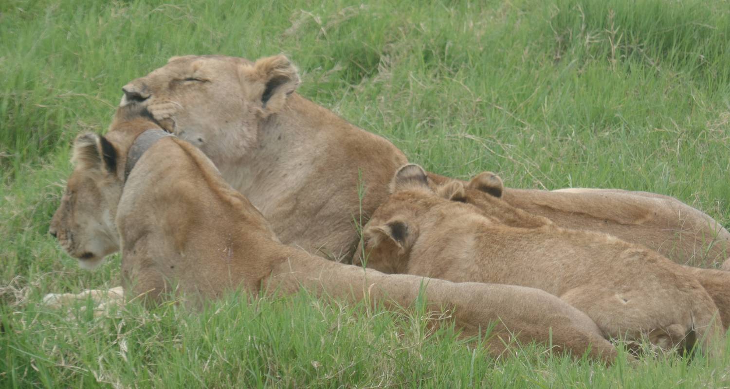 7-Day Budget Kenya Safari - Orongai Africa Safari