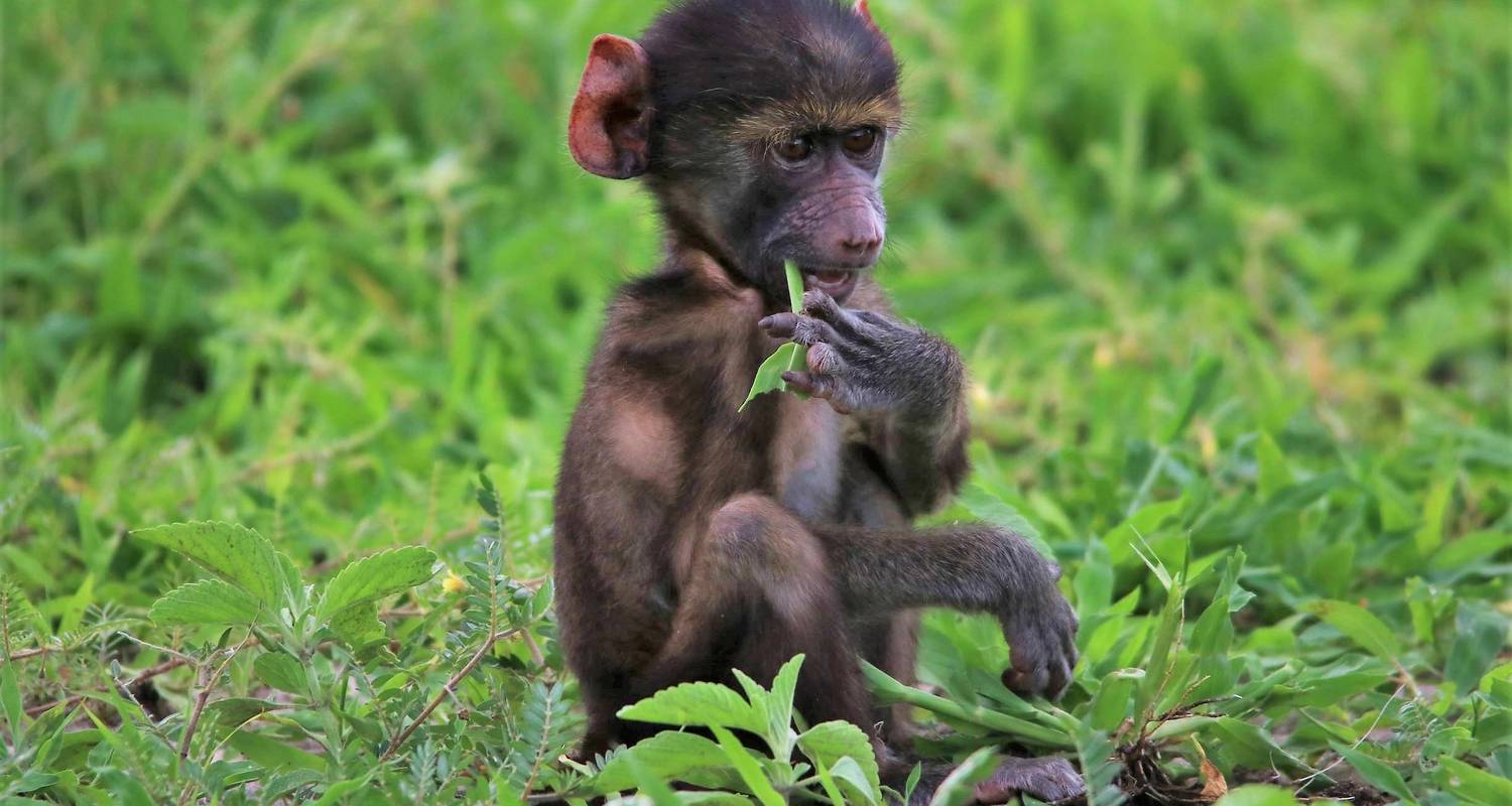 Budget Safari in Kafue - 6 Tage - Adventure Purists Ltd.