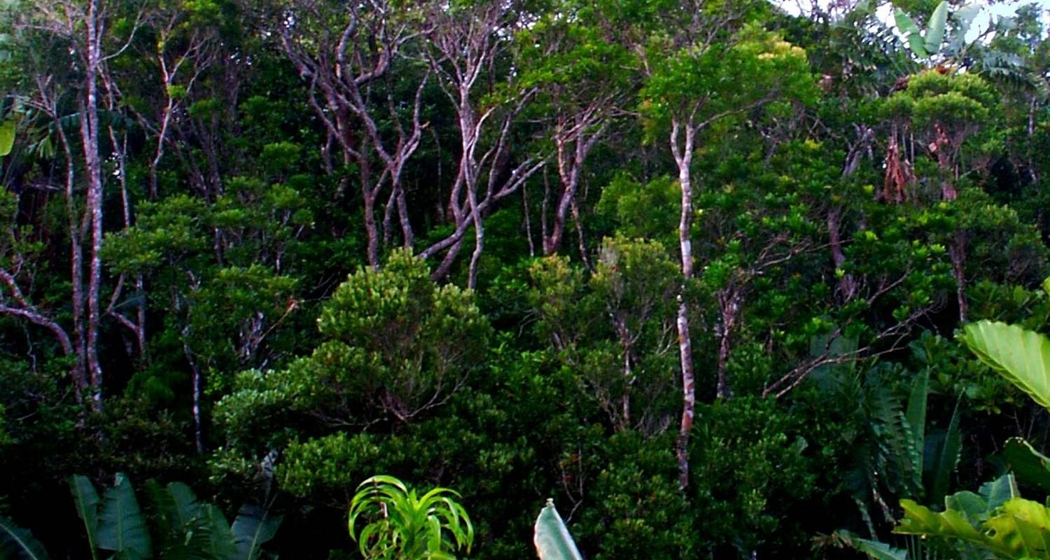 Express Route 7 Rainforest Tour - MTT Blue Madagascar
