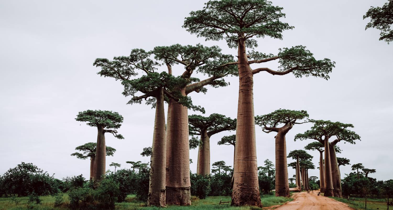 The Most Famous Baobab Avenue - 5 Days - MTT Blue Madagascar