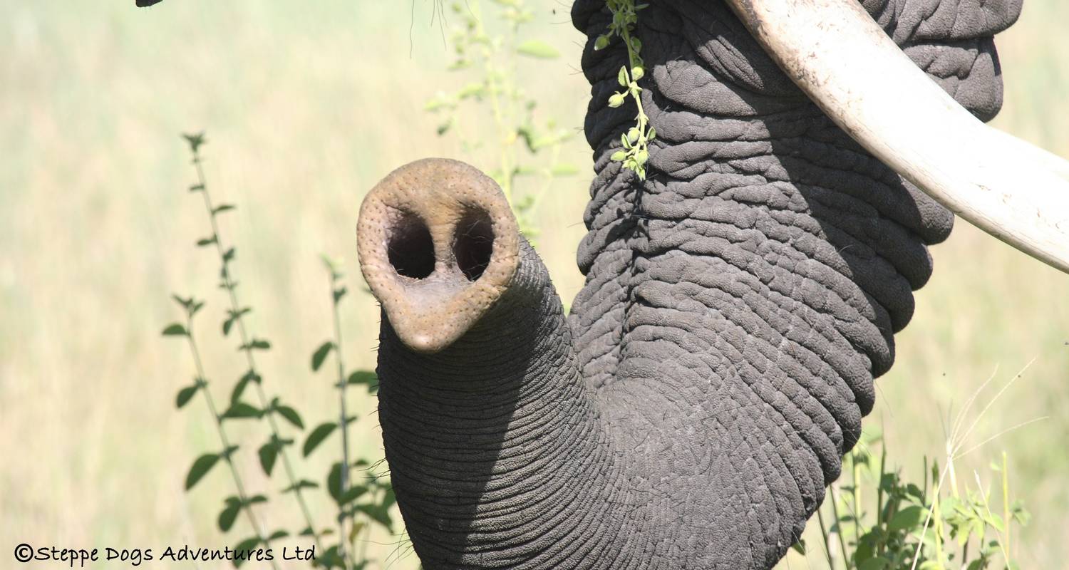 Les points forts de la Tanzanie - 8 jours - Kiriwe Travel And Trekking Safaris Ltd