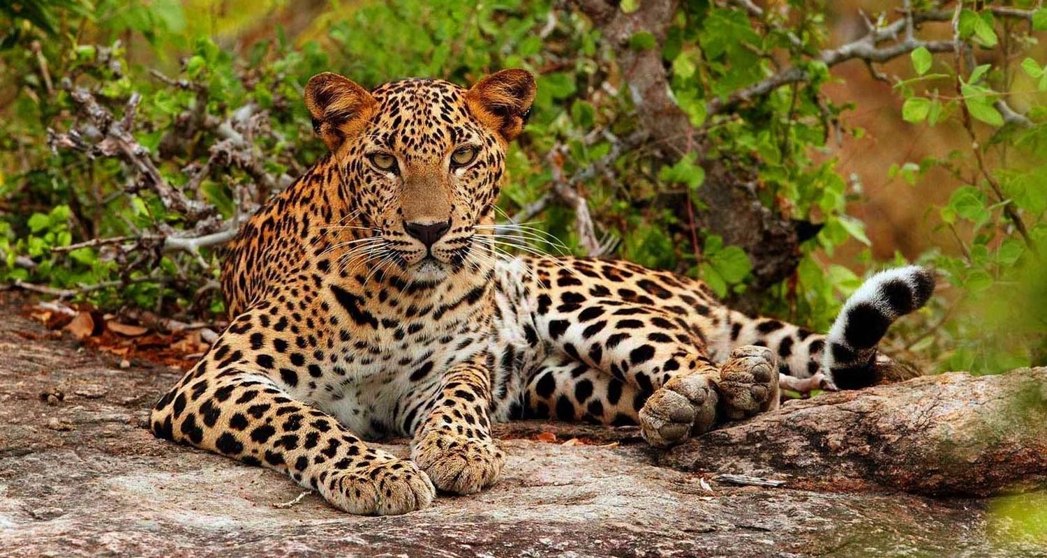 Grand Tour Sri Lanka - 14 days ASY Tours - ASY Tours Sri Lanka