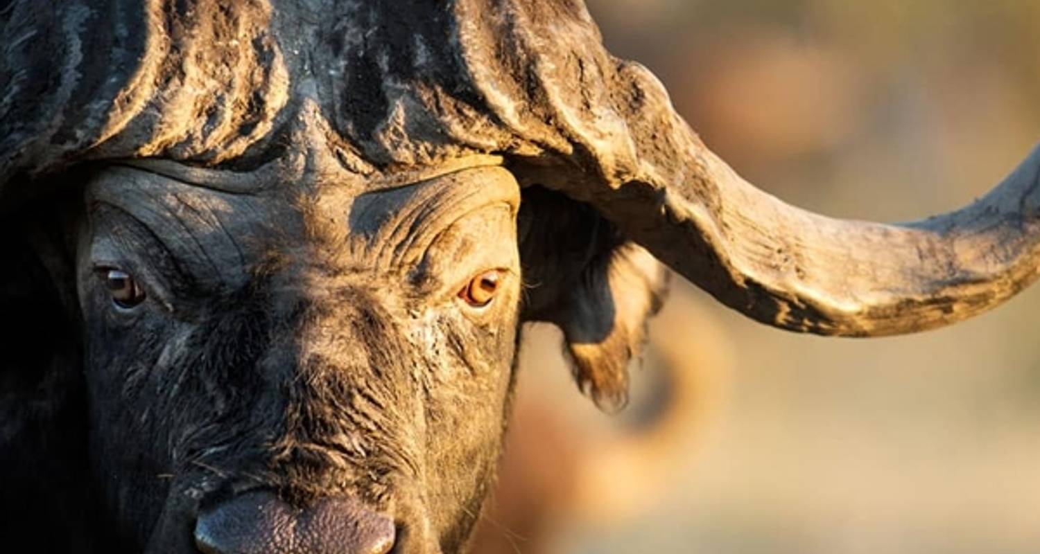 4 Days: The lions of Serengeti and Ngorongoro Group Joining Camping. - Seven Wonders Safaris