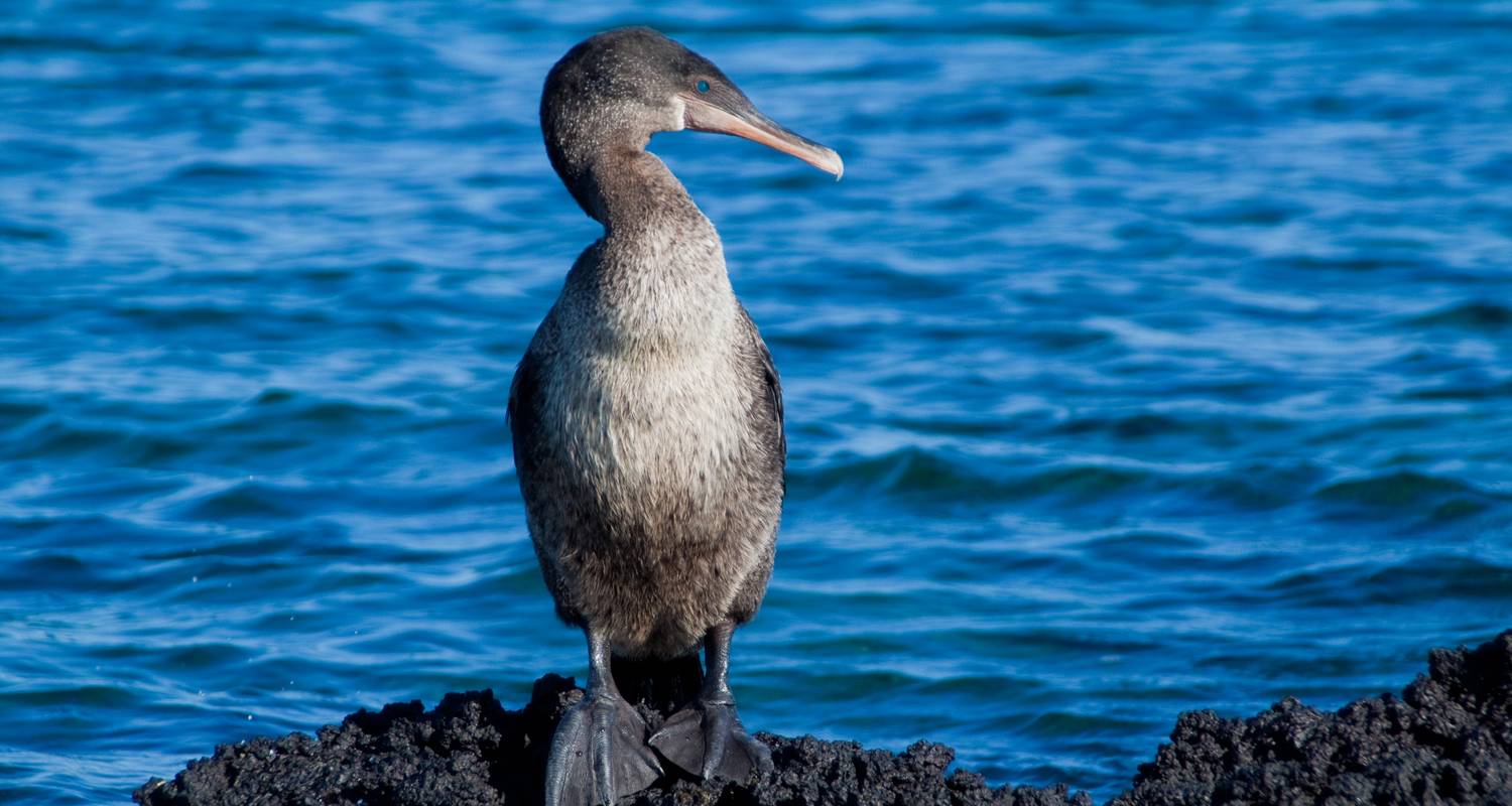 Galapagos Encounter - Archipel II (Itinerary A) - Exodus Travels