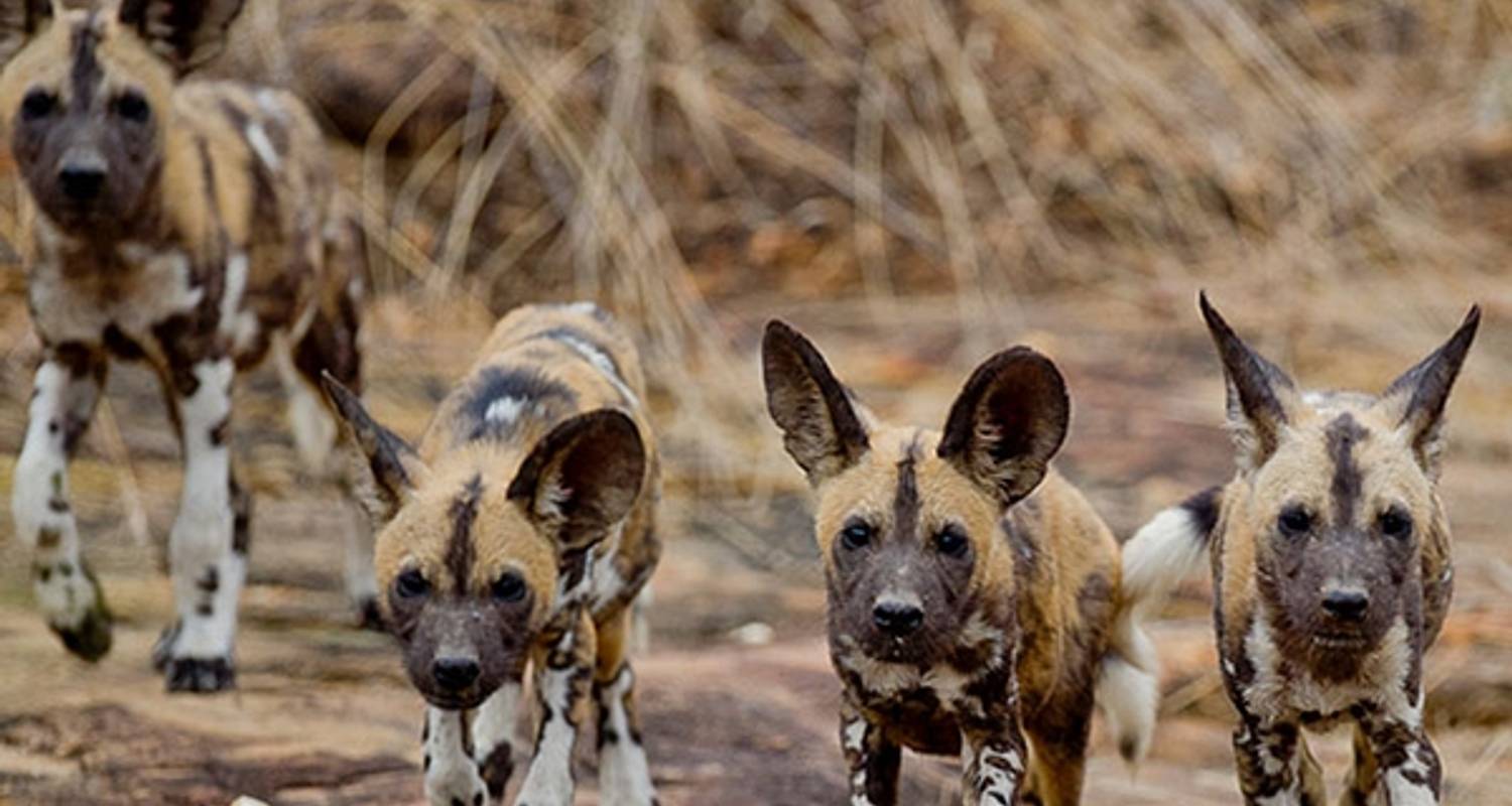 9 Days: Classic Safari In Mikumi, udzungwa Mountain, Ruah and Selous In Tanzania - Seven Wonders Safaris