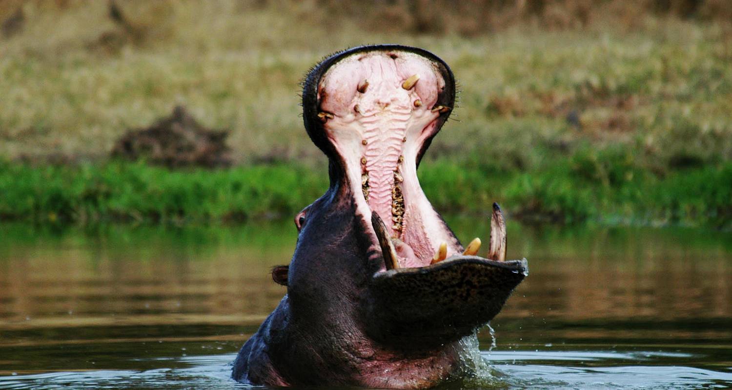 6 Days: Ultimate safari experience in Mikumi- Ruah & Udzungwa in Tanzania. - Seven Wonders Safaris