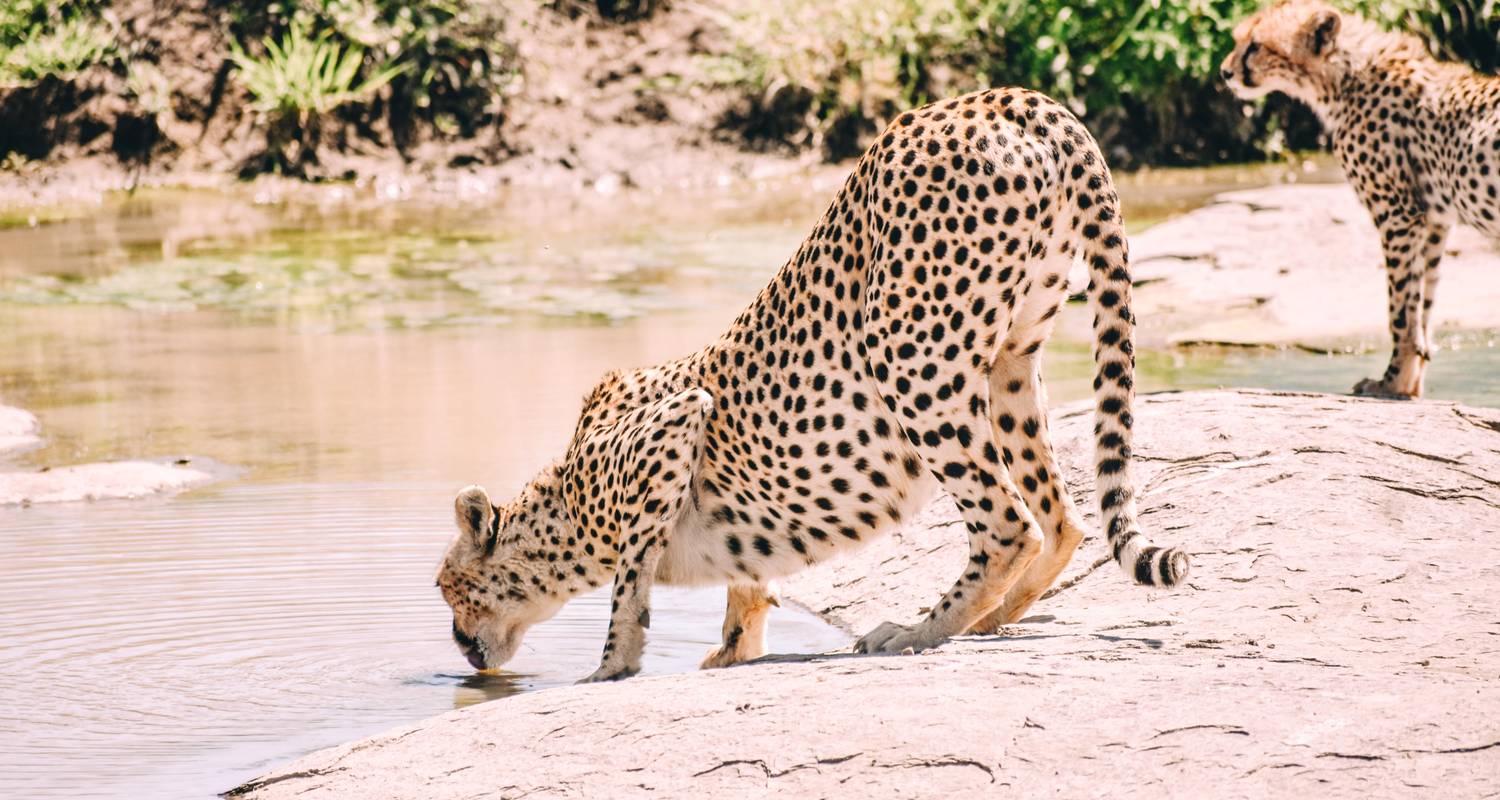 5 DAYS: THE CHEETAH OF SERENGETI GROUP JOINING CAMPING ADVENTURE. - Seven Wonders Safaris