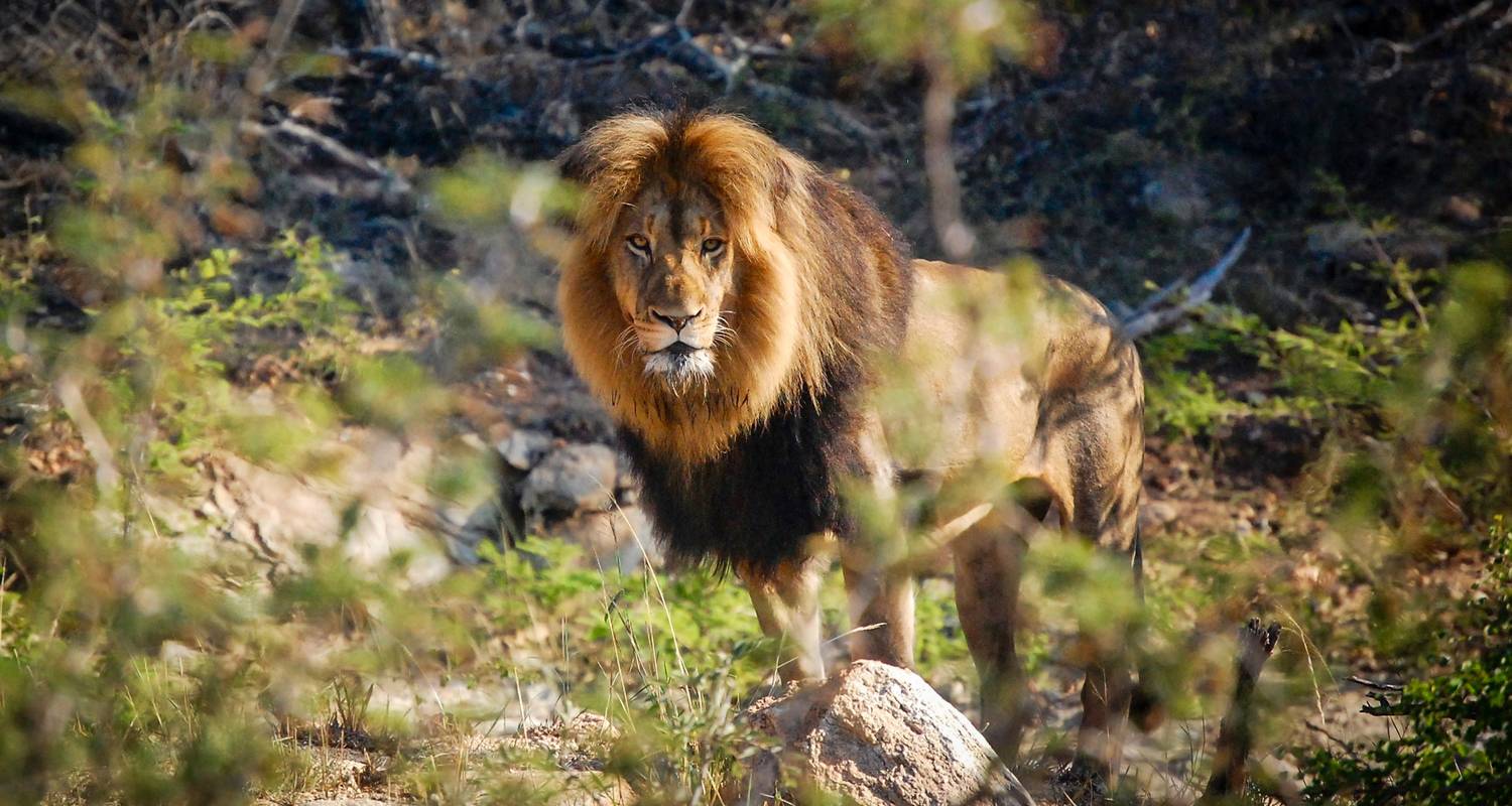 TailorMade Southern Africa: Cape Town, Kruger & Zimbabwe - G Adventures