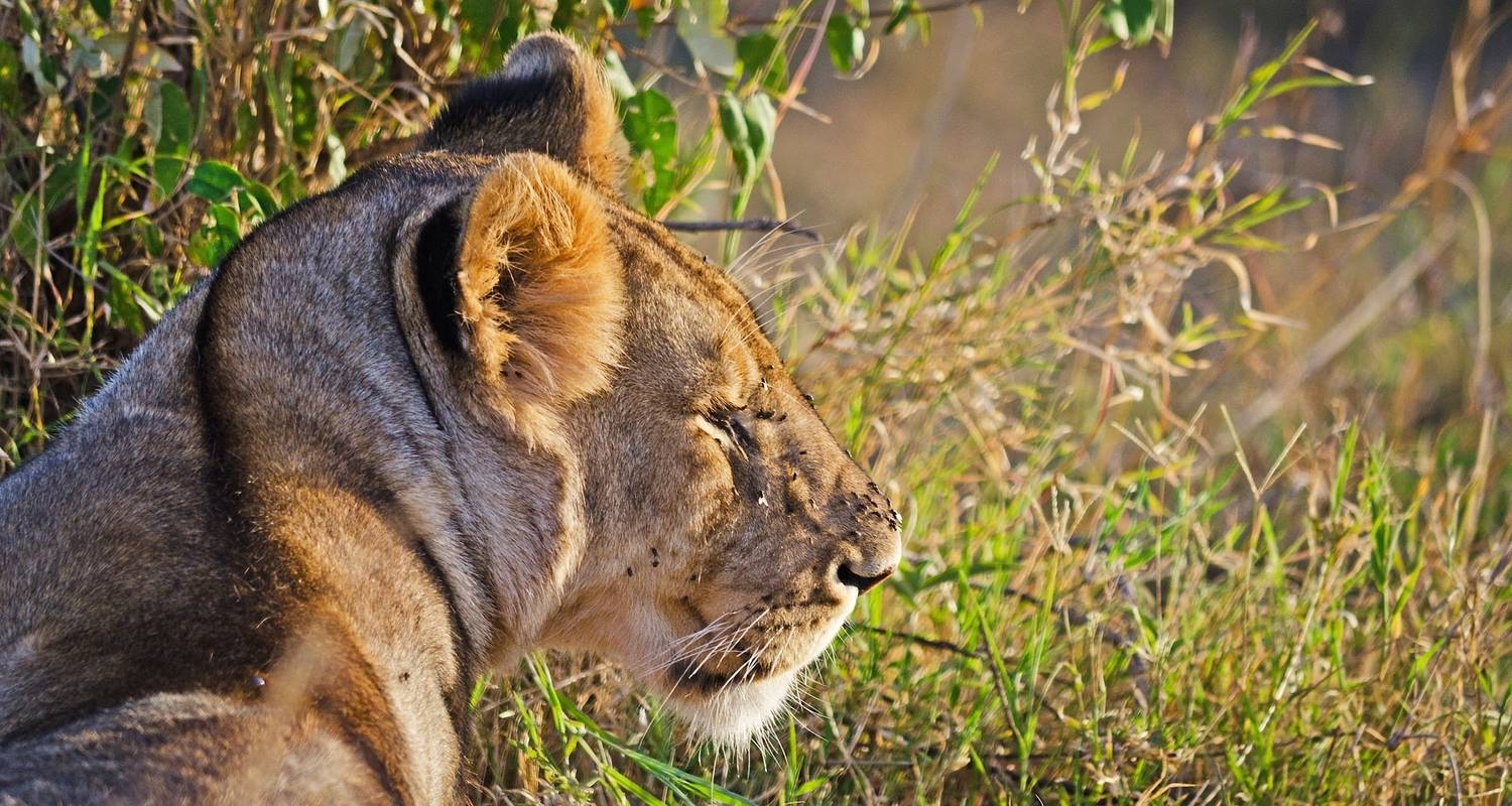 7 Days Samburu,Aberdares, Nakuru Mara - Dallago Tours Kenya-Tanzania