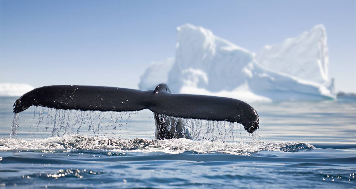 Antarctic Whale Journey - Chimuadventures