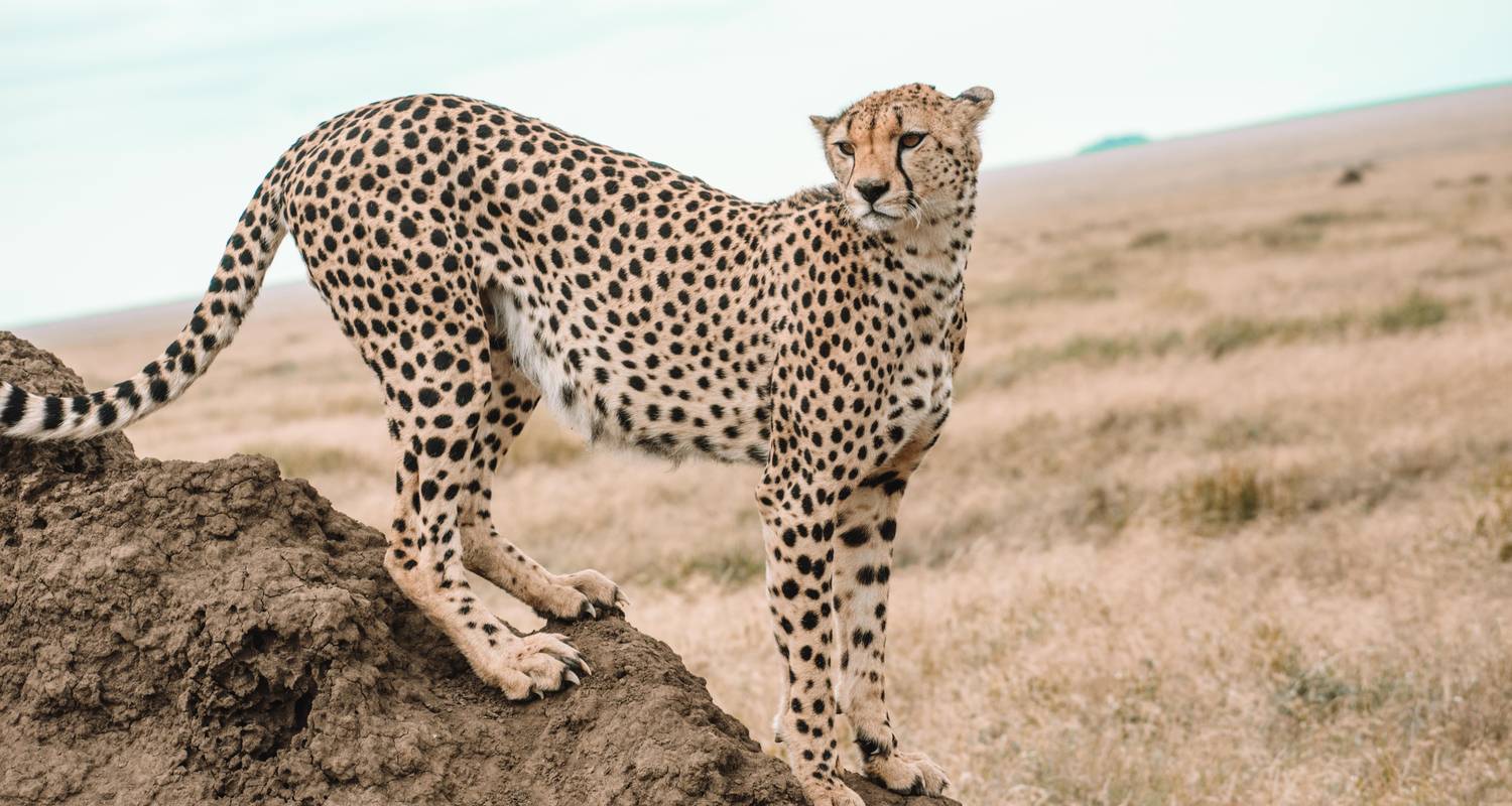 6 DAYS: SERENGETI PLAINS GROUP JOINING(TARANGIRE, MANYARA, SERENGETI & NGORONGORO) - Seven Wonders Safaris