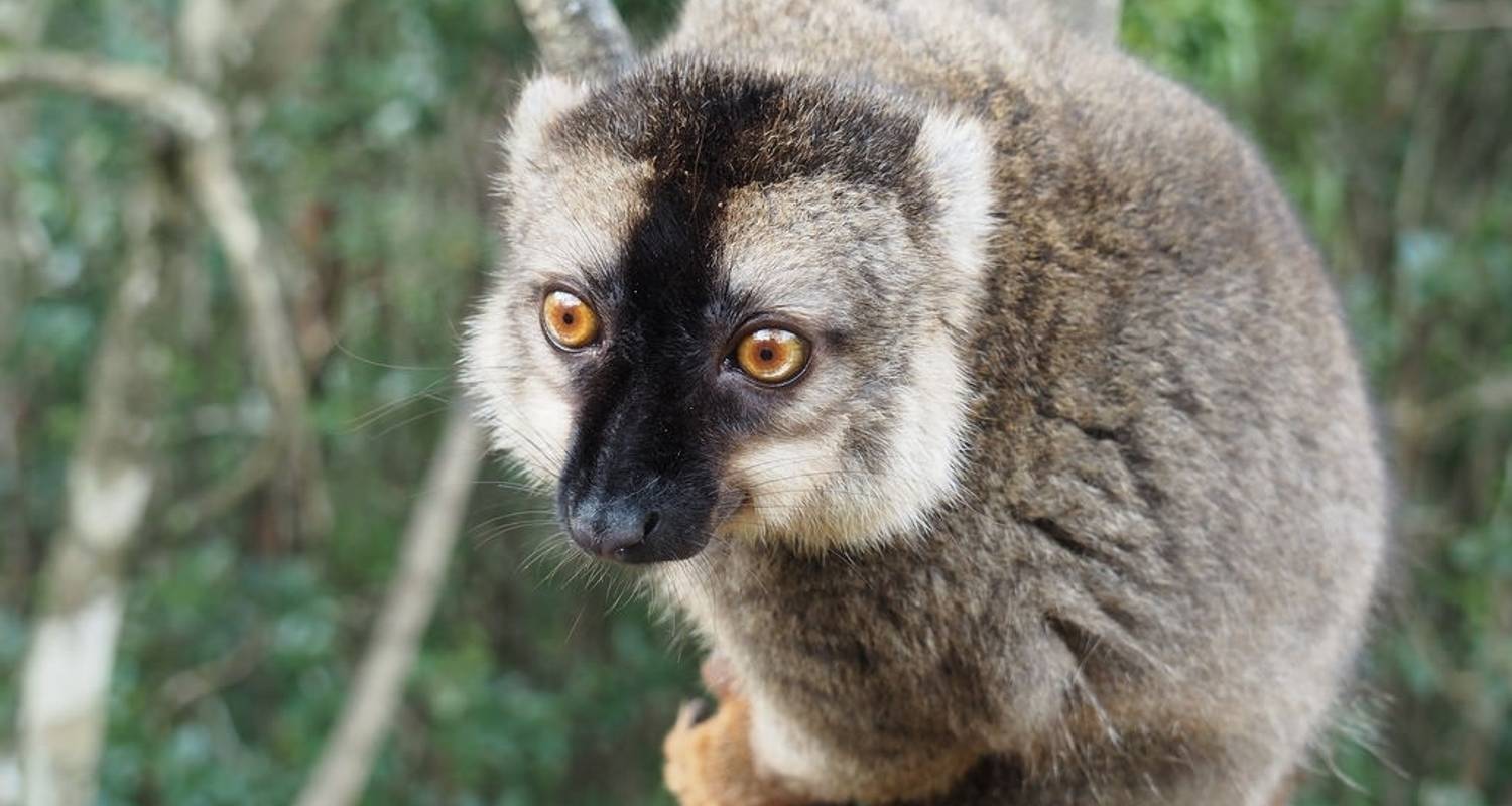 Antananarivo and Lemurs Day Tour! - MTT Blue Madagascar