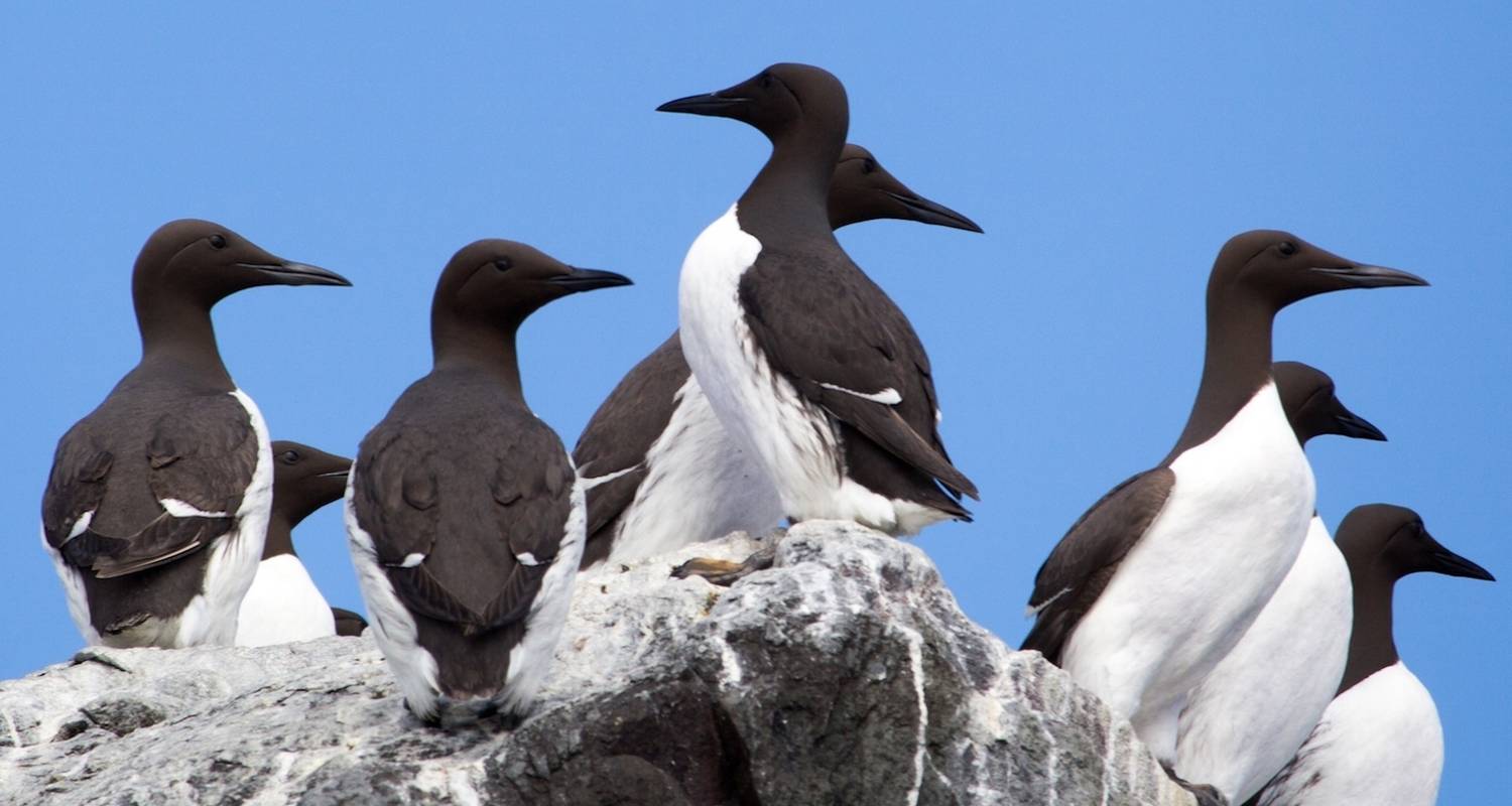 Wildlife Safari mit dem Kajak - Robben- und Vogelbeobachtungs-Expedition im schwedischen Archipel - Do the North