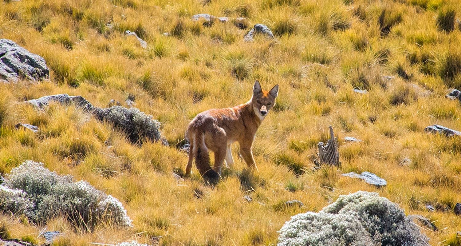 Trek Simen Mountains and spot unique wildlife - Tankwa Tours and Travel Agency