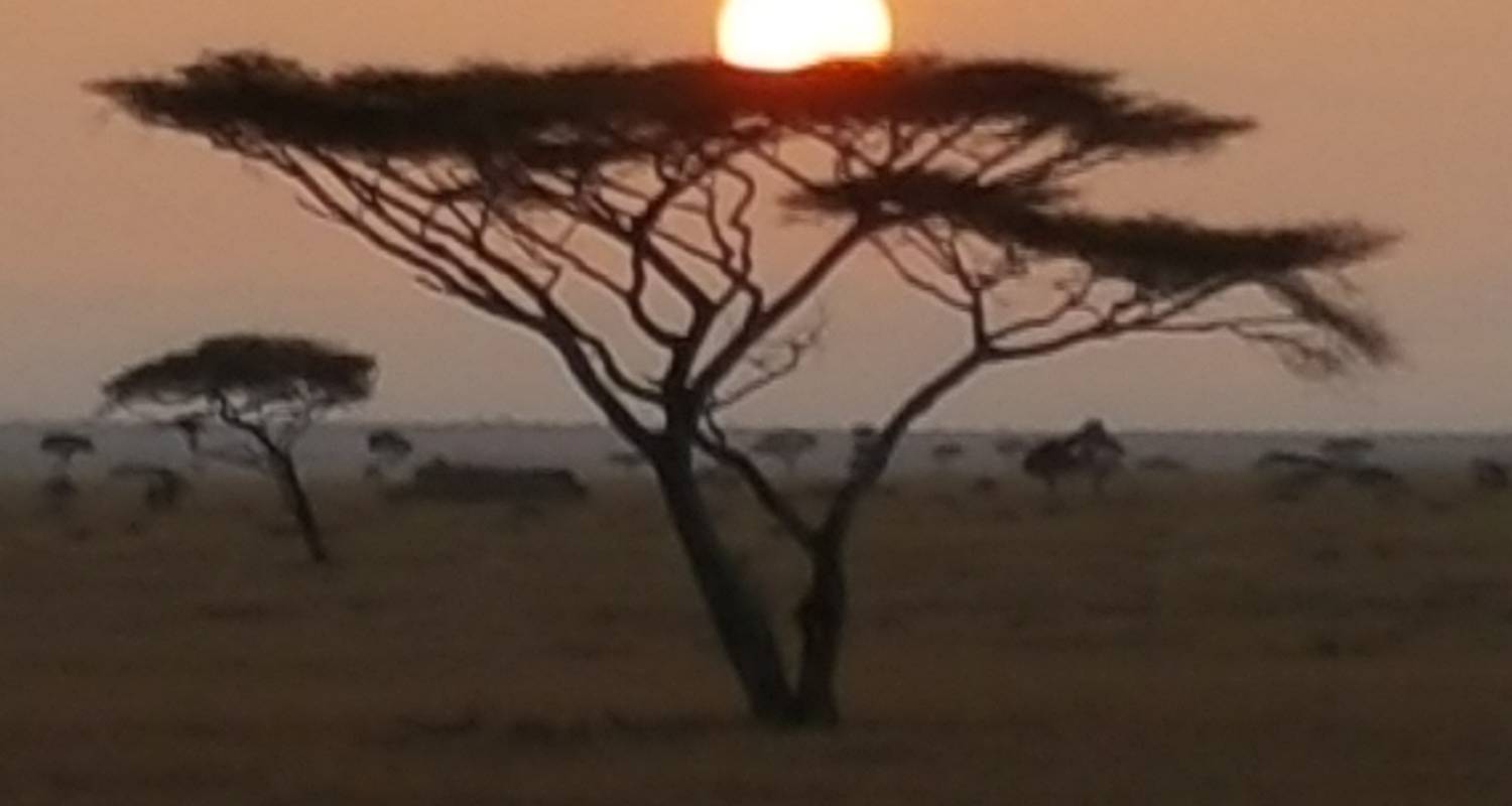 Amazing 4 days Safari Northern Tanzania - Nest of Africa Safaris