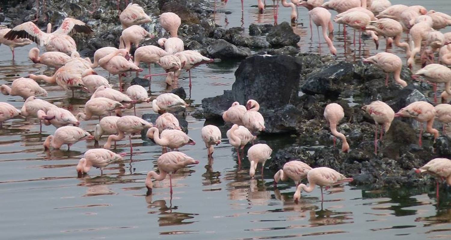 Safari to Lake Manyara, Serengeti, Ngorongoro Crater and Tarangire - Borderless Tours and Safaris Ltd