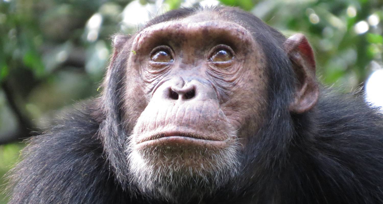 Gorillas, Chimps and Savannah Wildlife - Sights and Sounds of Africa Safaris