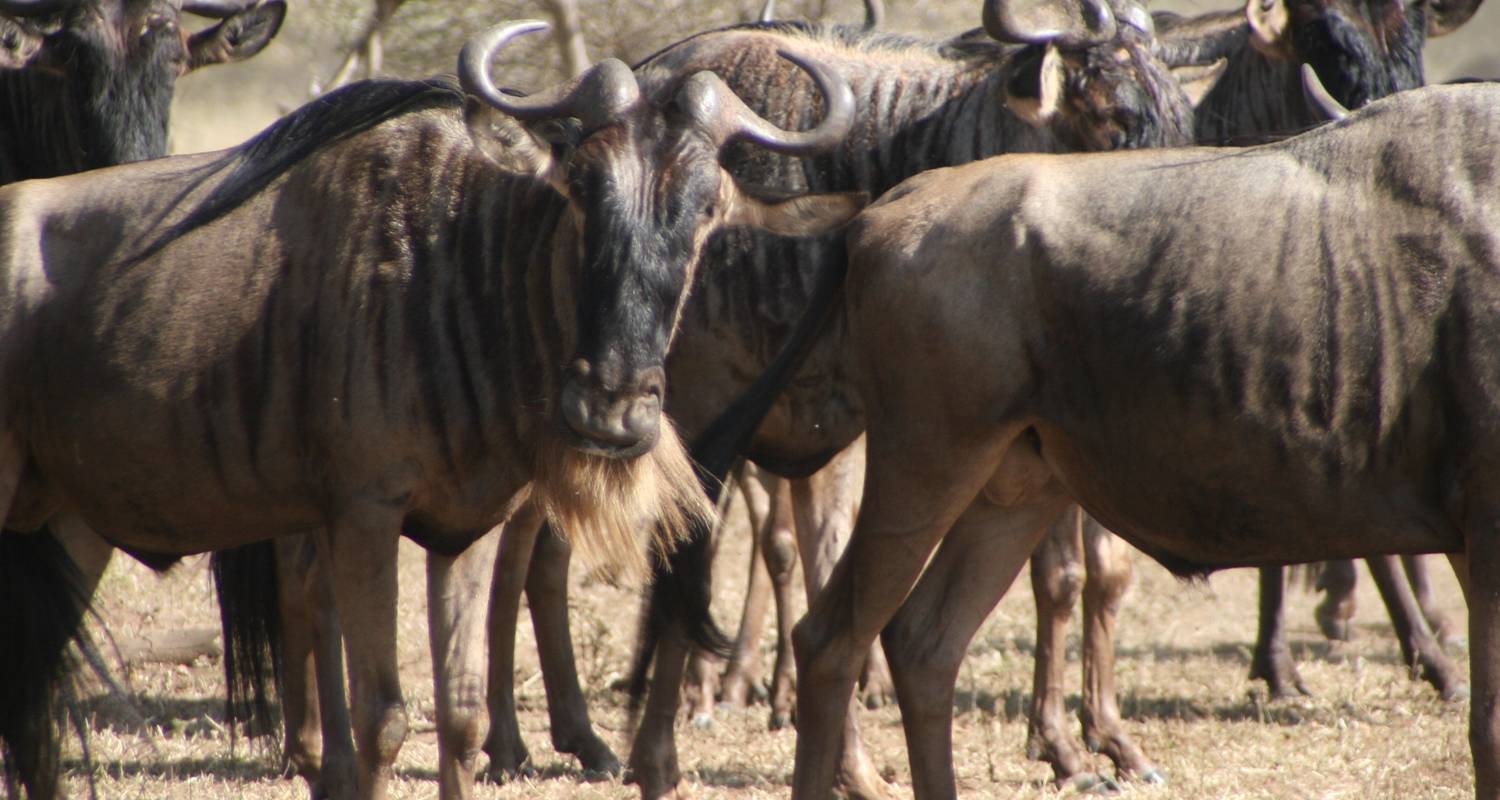 9 Days Trail Of Wildebeest Migration Safari in Southern Serengeti - Nest of Africa Safaris