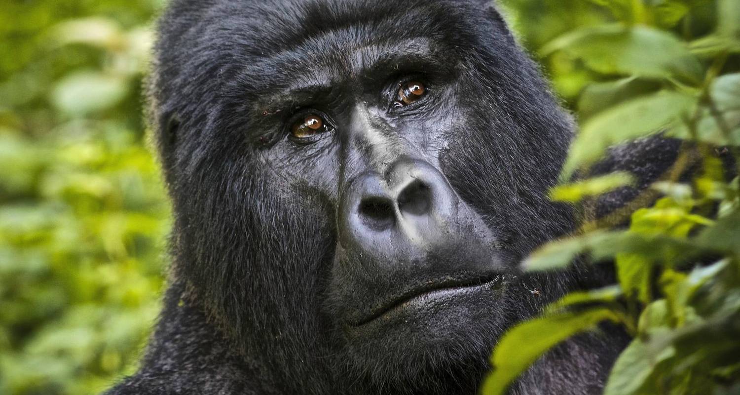 Primates in Uganda - Real Discovery Tours