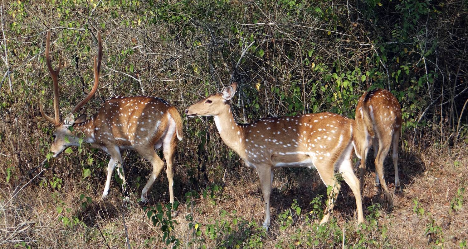Southern Tigers Temples and Hills - Discover Activities