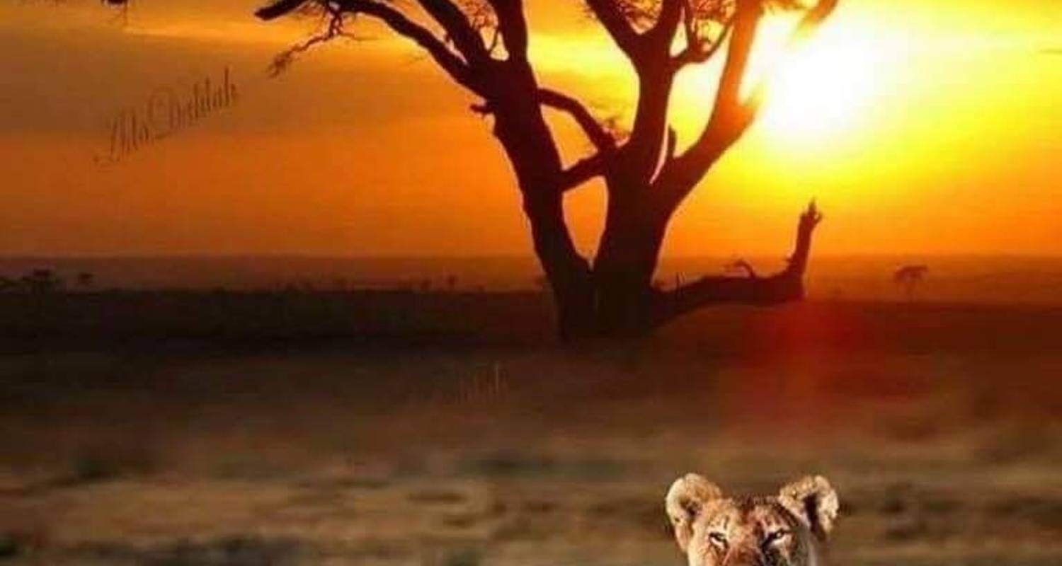 5 Days, 4 Nights Tarangire, Serengeti & Ngorongoro Crater Budget Camping Safari Tour Tanzania - Travel Africa Safari Agency