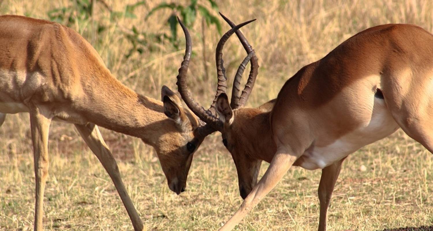 Botswana & Victoria Falls - 13 Tage - Southern Tours and Safaris