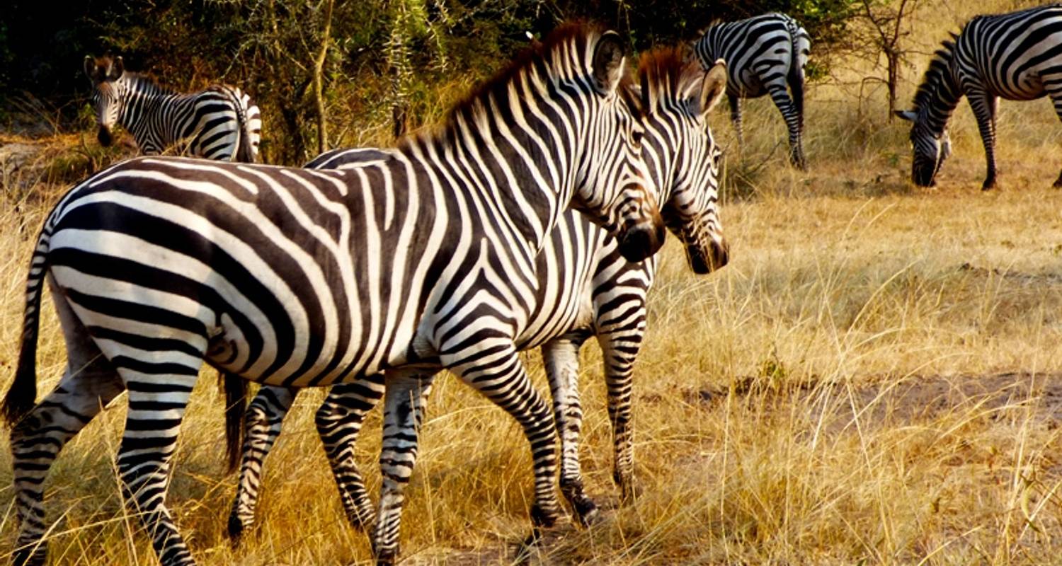 4 Days awesome wildlife safari tour to Queen Elizabeth National park & Lake Mburo National Park - Rumara Safaris