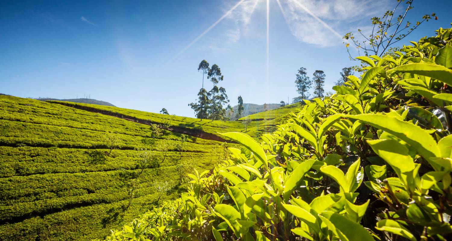 Discover the culinary secrets of Sri Lanka - Koon Holidays (Pvt) Ltd