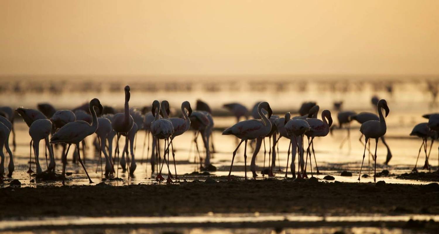 Lake Manyara, Serengeti & Ngorongoro Krater Rundreise - 4 Tage - Moorland Safaris