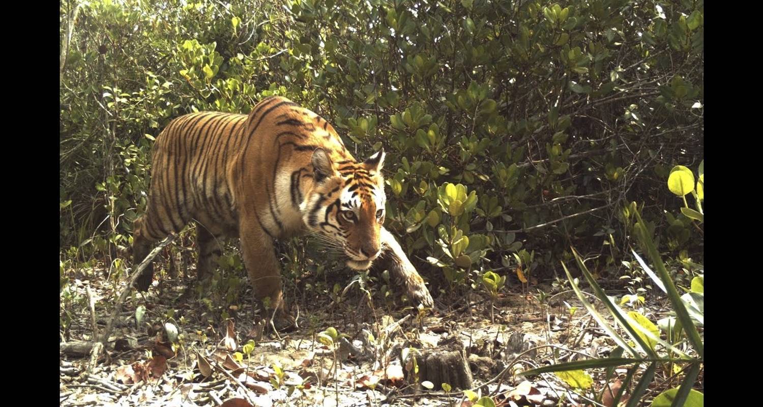 Sundarban Jungle Safari - Ramble Tour And Travel