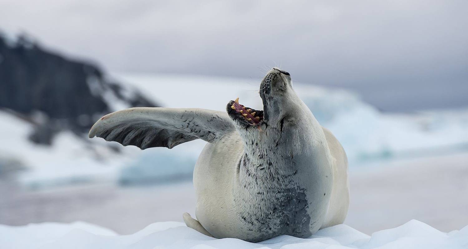 Partner reizen & vakantie pakketten in Antarctica