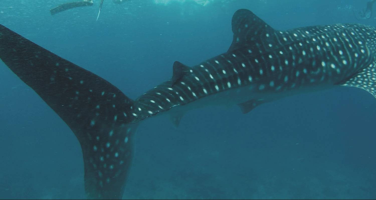 Full Adventure Dive Package - South Ari Dive