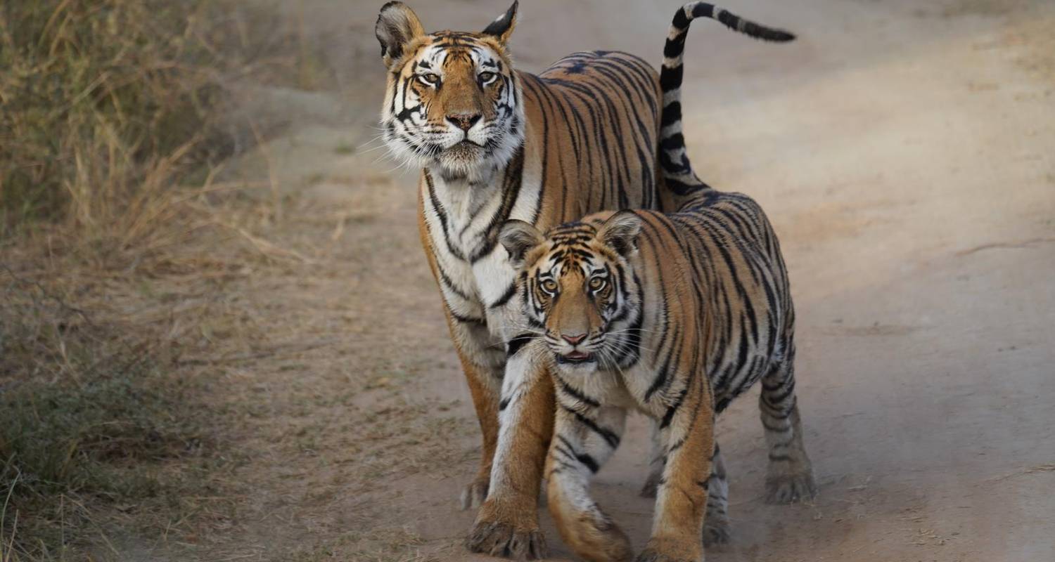Excursión a los Grandes Felinos de la India (Tigres, Leones y Leopardos) - Alkof Holidays