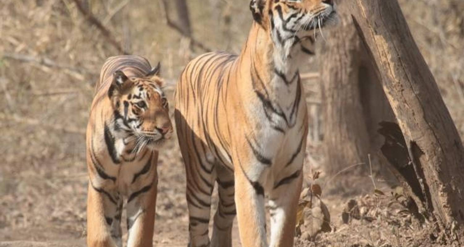 Marvellous Taj Mahal and Tiger Tour with Jaipur - Kusum Holidays