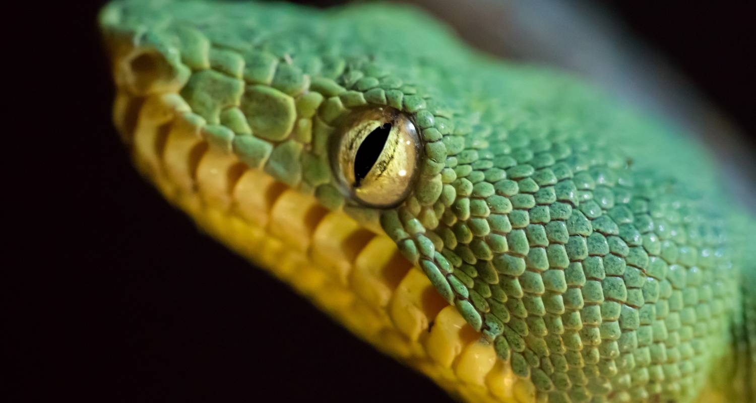 Aqua Nera 4-Nights High Water (Nauta to Iquitos) November to May - Aqua Expeditions