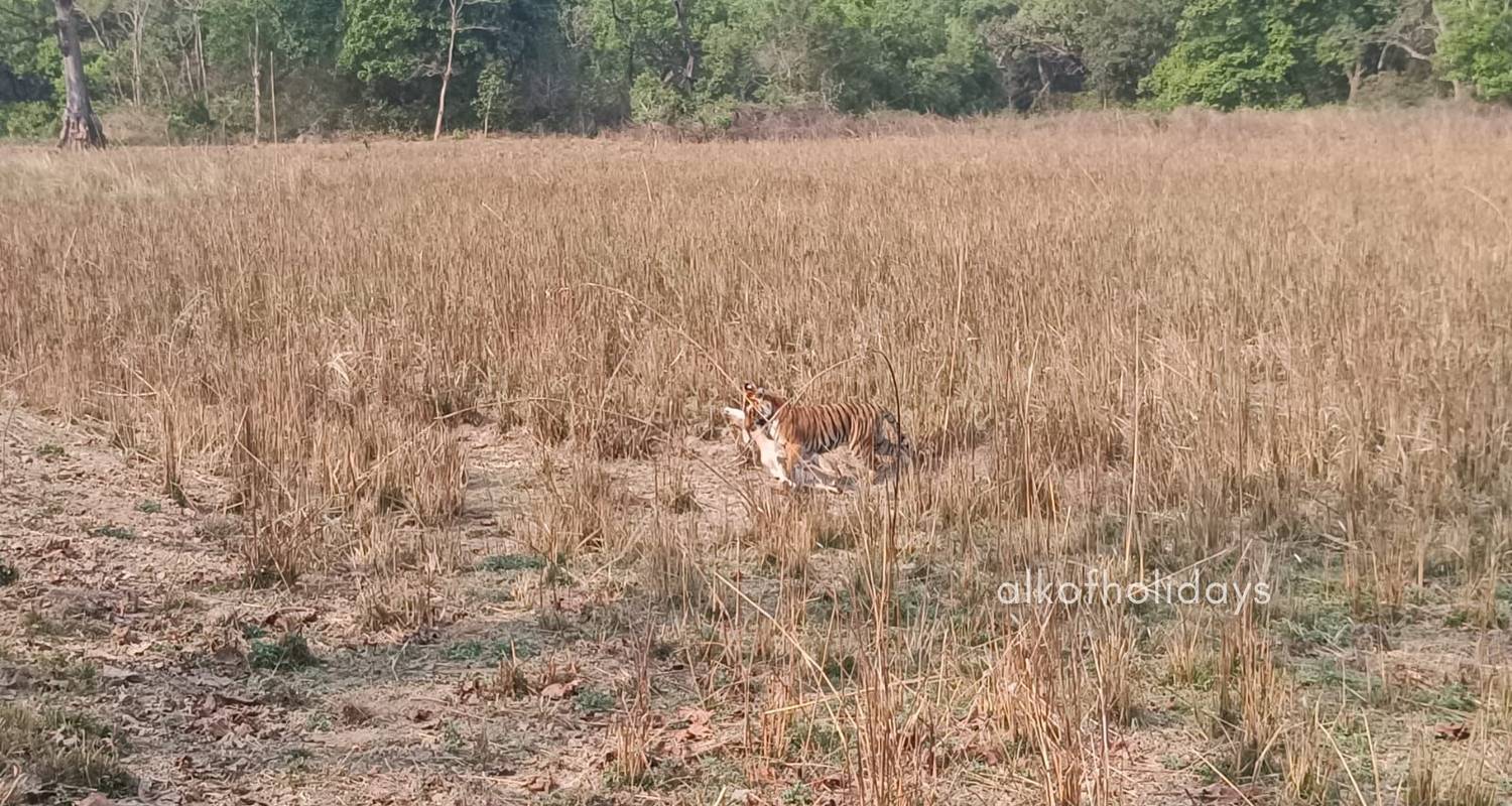 2-weekse Safari Rondreizen & Vakanties