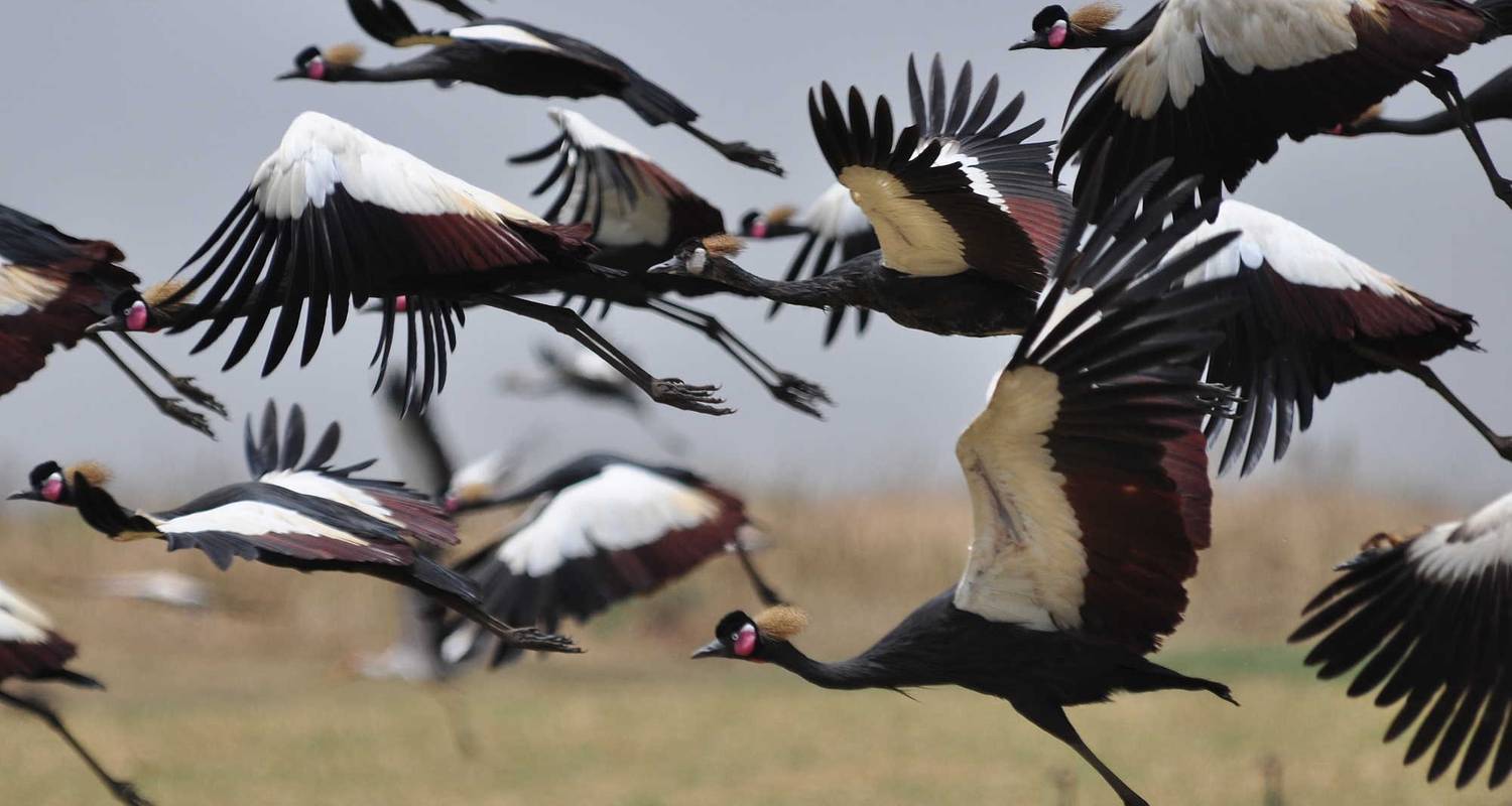 Ethiopian Bird Watching Tour (11 destinations) - Tankwa Tours and Travel Agency